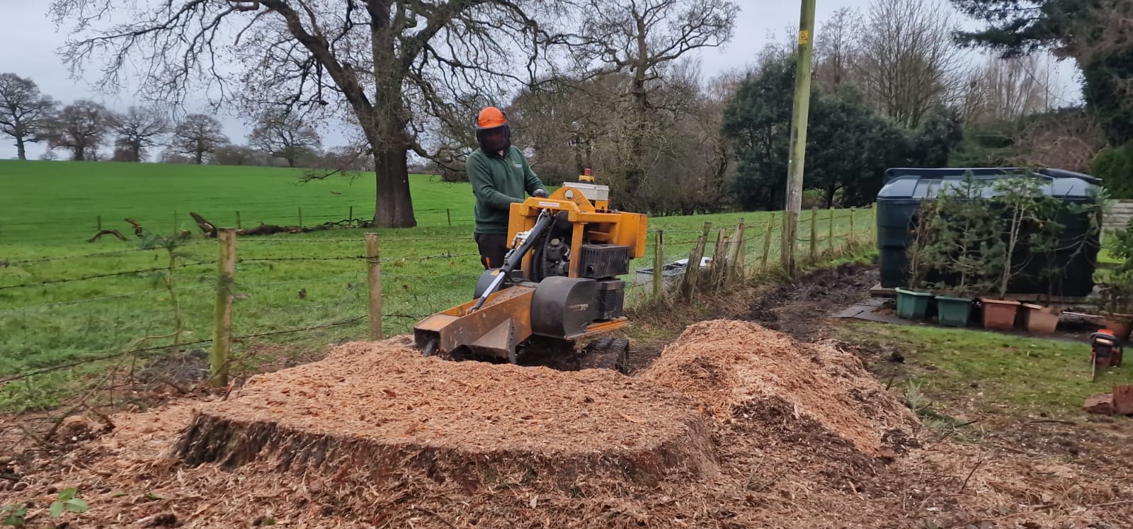 Tree stump removal in Bexley with professional stump grinder